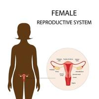 illustratie van het vrouwelijke voortplantingssysteem. menselijke anatomie vector