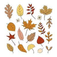 set hand getrokken herfstbladeren. bladeren collectie in bruine en oranje kleuren met omtrek. herfst ontwerpelementen vector