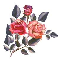 roze bloemen in een boeketillustratie vector