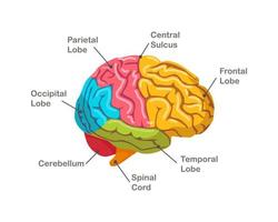 delen van het menselijk brein. anatomie. zijaanzicht van orgel vector
