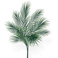 palmboom op wit wordt geïsoleerd vector