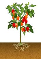 habanero peper plant vector