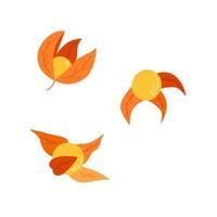 physalis bloemen, bessen en bladeren van een herfstplant. kleuren oranje vectorillustratie op een witte achtergrond vector