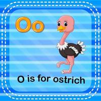 flashcard letter o is voor struisvogel vector