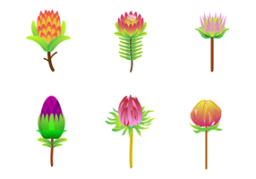 Gratis Protea Vector