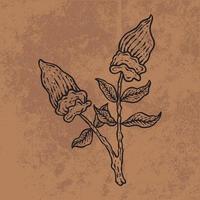 botanische blad doodle wildflower lijntekeningen. hand getekende vectorillustratie. vintage bloemen overzicht. geschikt voor behang, poster, sticker, inhoud sociale media vector