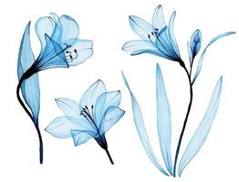 aquarel tekening. set van transparante blauwe bloemen alstroemeria, lelie. luchtige transparante bloemen, x-ray. vector