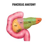 pancreas anatomie delen samenstelling vector