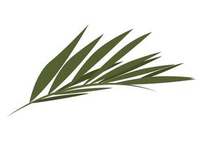 palmblad plant gebladerte vector
