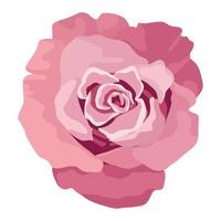 roze roze bloem vector