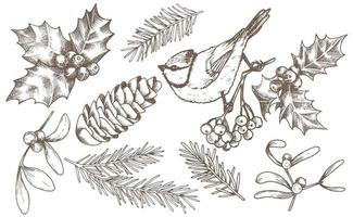 vector tekening. set kerstelementen, vintage stijl illustratie, schets, afbeelding. sparren takken, vogel, maretak, hulst