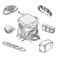 brood, vector handgetekende illustratie van een set in grafische style.from verschillende soorten tarwe, vers brood, broodjes, frans stokbrood.vintage gravure illustratie voor bakkerij poster, label en menu