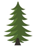 coniferus dennenboom plant vector