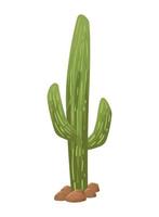 woestijn cactus plant vector