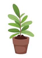 groene plant in pot vector