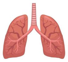 longen realistisch menselijk orgaan vector