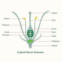 typisch bloemstructuur illustratie ontwerp vector