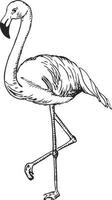 flamingo schets vectorillustratie. zwart-wit schets flamingo, exotische vogel. vector