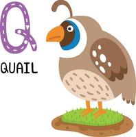 illustratie geïsoleerd dier alfabet letter q-kwartel vector
