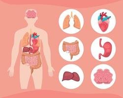 anatomie menselijk lichaam vector