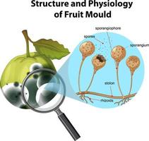 structuur en fysiologie van fruitschimmel vector