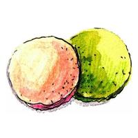 aquarel illustratie van franse macarons. roze en groen gebak handgeschilderde elementen. vector