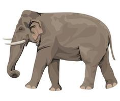 wilde olifant wandelen vector