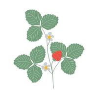aardbei of fragaria vesca, tak met bladeren, bloemen en bessen. geïsoleerd op een witte achtergrond. vector