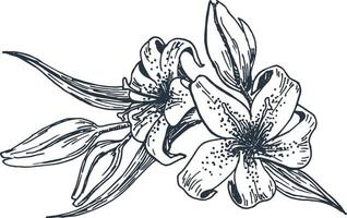 bloemen bloeiende lelies illustratie hand getekende vector illustratie schets. bloemlelie potloodschets in vintage stijl