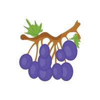 geïsoleerde paarse druiven op een witte achtergrond vector