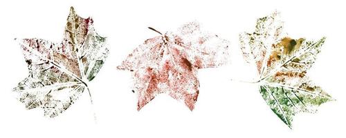 aquarel herfst esdoorn bladeren set. vallen kleurrijke planten op een witte geïsoleerde achtergrond. met de hand geschilderde stempel vector