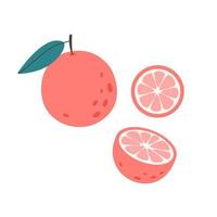 verse grapefruit met plakjes. citrusvrucht. gezond eten. vector