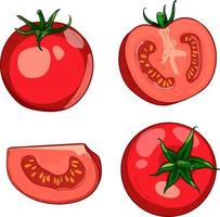 hand getekend kleurrijk rood tomaat. een reeks van schetsen met gesneden tomaten, een plak van tomaten. de vector illustratie is geïsoleerd Aan een wit achtergrond.