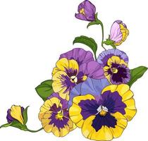 bloem arrangement van viooltjes geïsoleerd Aan een wit achtergrond. boeketten altviool, geel en Purper bloemen groen bladeren. vector illustratie