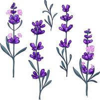 lavendel bloemen. provence bloemen kruiden met bloeit.. hand getekend vector illustraties geïsoleerd Aan wit achtergrond