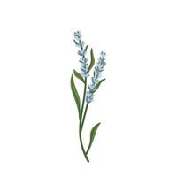 lavendel icoon . vers besnoeiing geurig botanisch element voor Gezondheid en schoonheid natuurlijk producten, logo. kruid fabriek bloemen veel. hand- getrokken vector bloemen illustratie geïsoleerd Aan wit achtergrond