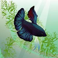 betta vis in het water vector