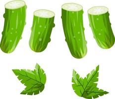 komkommer. groene verse groente vector