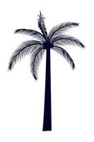 palm boom kokosnoot vector