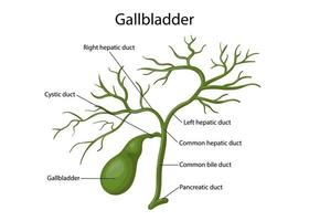 galblaas, menselijk spijsvertering systeem voor anatomie vector illustratie.