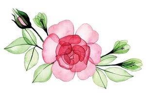 waterverf tekening. boeket, samenstelling van transparant bloemen en roos bladeren. roze roos röntgenstraal vector