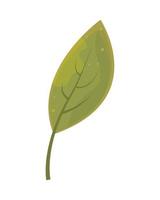 groen blad pictogram vector