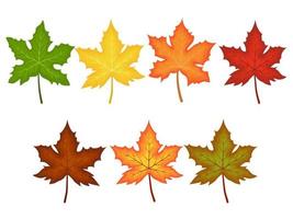 esdoorn- bladeren verzameling met verschillend kleur vector