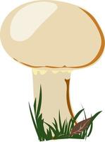 champignon voedsel paddestoel. vector