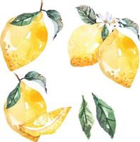 vers fruit citroenen tekening met aquarel.citrus fruit bevatten vitamine c. geel verzuren limoen. vector