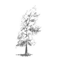 hand getekend boom, populier. realistisch beeld in tinten van grijs, schetsen geschilderd met inkt borstel vector