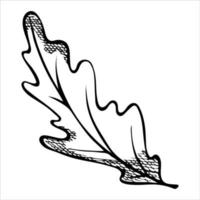 vector hand getekend eikenblad. herfst illustratie. gedetailleerde botanische clipart.