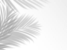 palm bladeren schaduw achtergrond bedekking vector
