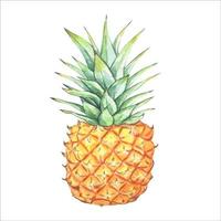 ananas. waterverf illustratie, hand getekend, geïsoleerd. vector