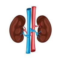 urine- systeem anatomie menselijk vector